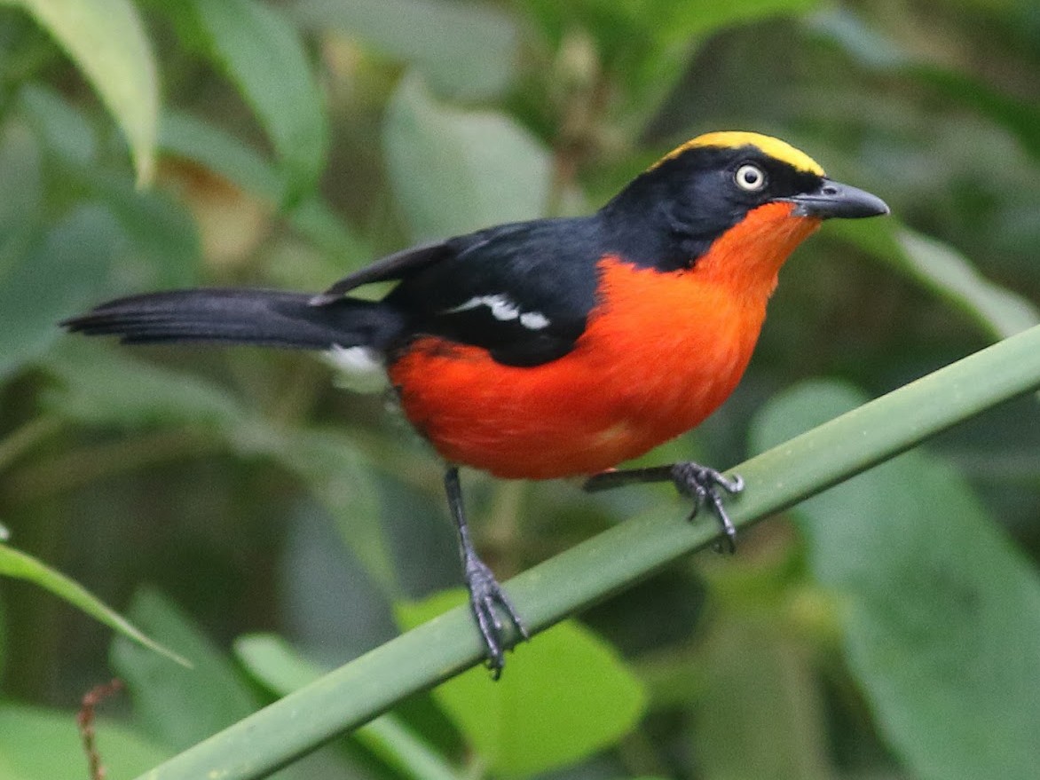 LUTEMBE BAY BIRDING TOUR