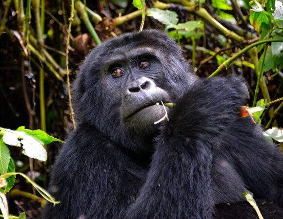 2 DAYS RWANDA GORILLA TREK