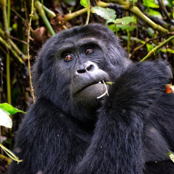 2 DAYS RWANDA GORILLA TREK