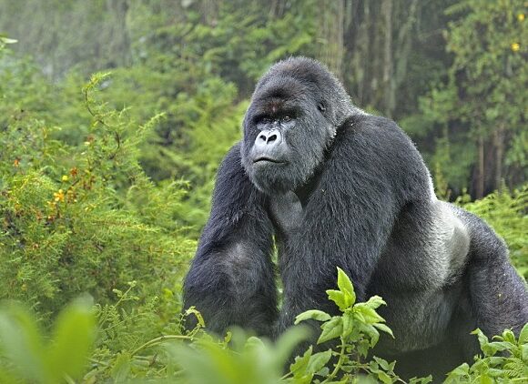 1 DAY RWANDA GORILLA TREK